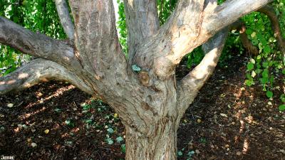 Cercidiphyllum japonicum ‘Pendulum’ (Weeping katsura tree), bark at bole