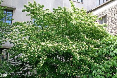 Cornus alternifolia L. f. (pagoda dogwood), shrub form, growth habit