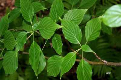 Cornus alternifolia L. f. (pagoda dogwood), leaves