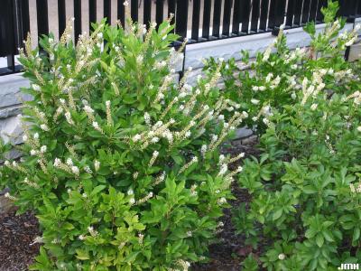 Clethra alnifolia L. (summersweet clethra), growth habit, shrub form