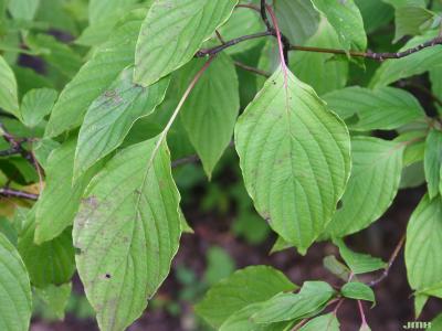 Cornus alternifolia L. f. (pagoda dogwood), close-up of leaves and petioles
