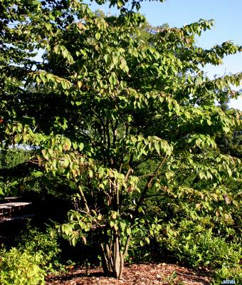 Cornus alternifolia L. f. (pagoda dogwood), growth habit, tree form