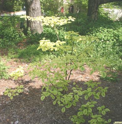 Cornus alternifolia ‘W. Stackman’ (GOLDEN SHADOWS™ pagoda dogwood), tree form, growth habit