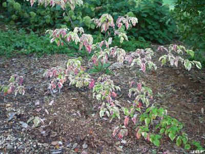 Cornus alternifolia ‘W. Stackman’ (GOLDEN SHADOWS™ pagoda dogwood), tree form, growth habit, early fall color