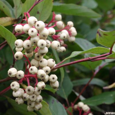 Cornus sericea ssp. sericea ‘Cardinal’ (Cardinal red-osier dogwood), fruit