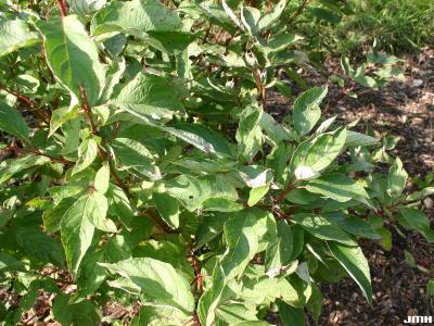 Cornus sericea ssp. sericea (red-osier dogwood), leaves