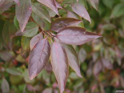 Cornus racemosa Lamarck (gray dogwood), leaves