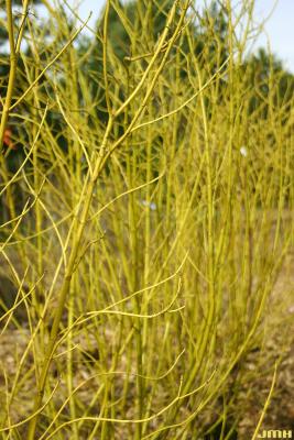 Cornus sericea ssp. sericea ‘Budd’s Yellow’ (Budd’s Yellow red-osier dogwood), plant form
