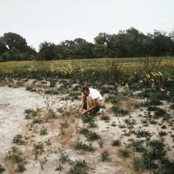 Ray Schulenberg planting plugs in the prairie