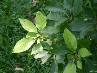Nyssa aquatica L. (water tupelo), leaves
