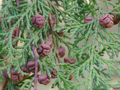 Chamaecyparis obtusa (Sieb. &amp; Zucc.) Endl. (Hinoki-cypress), cones