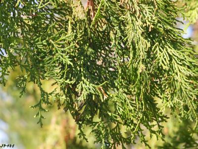 Chamaecyparis obtusa (Sieb. &amp; Zucc.) Endl. (Hinoki-cypress), leaves