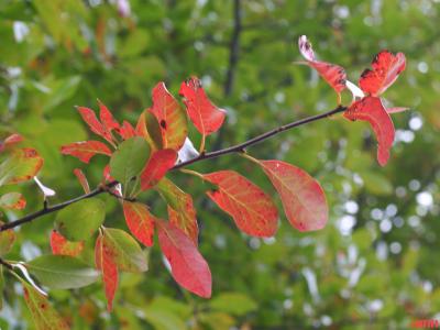 Nyssa sylvatica Marsh. (tupelo), leaves on branch, fall color