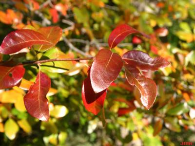 Nyssa sylvatica Marsh. (tupelo), leaves, fall color