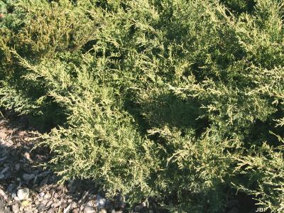 Juniperus chinensis ‘Armstrongii’ (Armstrong Chinese juniper), leaves and branchlets