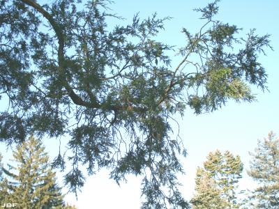 Juniperus chinensis L. (Chinese juniper), branch