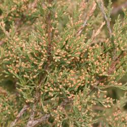 Juniperus pseudosabina Fisch. &amp; Mey. (False Savin juniper), leaves