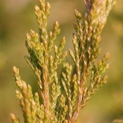 Juniperus chinensis ‘Spartan’ (Spartan Chinese juniper), close-up of needles