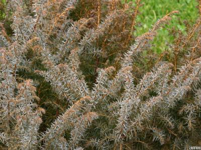 Juniperus communis L. (common juniper), leaves