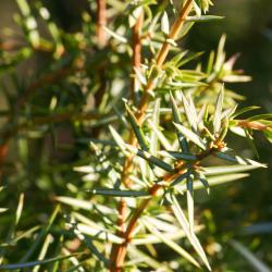 Juniperus rigida Sieb. &amp; Zucc. (needle juniper), needles
