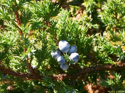 Juniperus procumbens (Siebold ex Endl.) Miq. (Japanese garden juniper), leave, fruit