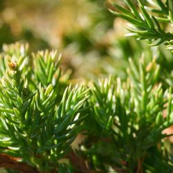 Juniperus procumbens (Siebold ex Endl.) Miq. (Japanese garden juniper), leaves