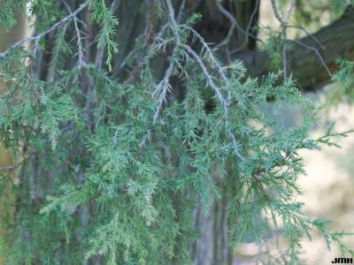 Juniperus chinensis L. (Chinese juniper), branchlets