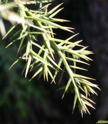 Juniperus chinensis L. (Chinese juniper), leaves