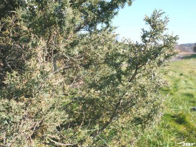 Juniperus rigida Sieb. &amp; Zucc. (needle juniper), branch