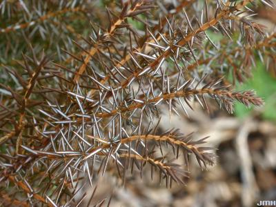 Juniperus communis L. (common juniper), close-up of leaves