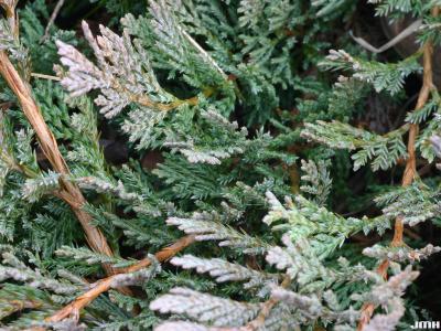 Juniperus horizontalis Moench (trailing juniper), branches