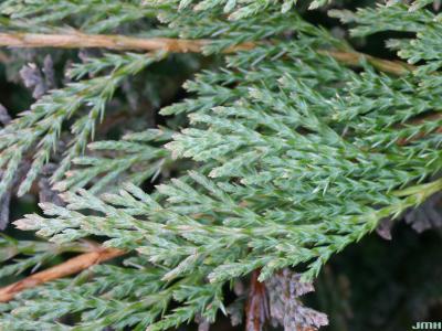 Juniperus horizontalis Moench (trailing juniper), leaves