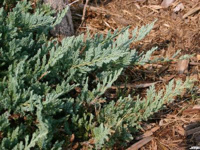 Juniperus horizontalis ‘Blue Chip’ (Blue Chip trailing juniper), leaves
