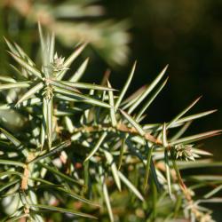 Juniperus oxycedrus L. (prickly juniper), needles