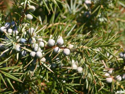 Juniperus oxycedrus L. (prickly juniper), needles, fruit