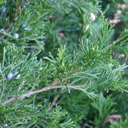 Juniperus scopulorum ‘Springtime’ (Springtime Rocky Mountain juniper), leaves, fruit