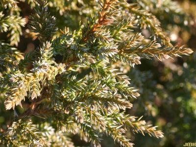 Juniperus squamata var. fargesii Rehd. &amp; Wils. (Farges’ Himalayan juniper), leaves