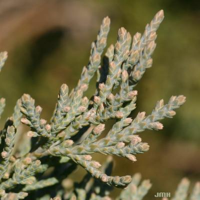 Juniperus virginiana ‘Blue Rapids’ (Blue Rapids eastern red-cedar), close-up of leaves