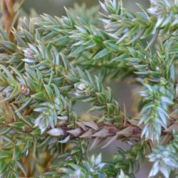 Juniperus squamata var. fargesii Rehd. &amp; Wils. (Farges’ Himalayan juniper), close-up of leaves