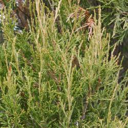 Juniperus scopulorum Sarg. (Rocky Mountain juniper), leaves