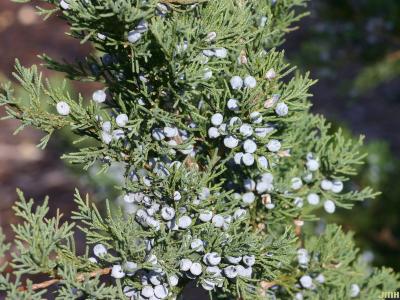 Juniperus scopulorum ‘Pathfinder’ (pathfinder Rocky Mountain juniper), leaves, fruit