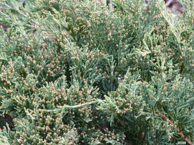 Juniperus virginiana ‘Silver Spreader’ (Silver Spreader eastern red-cedar), leaves showing male cones