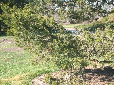 Juniperus virginiana ‘Canaertii’ (Canaert eastern red-cedar), branch