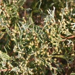 Juniperus scopulorum ‘Hillburn’s Silver Globe’ (Hillburn’s Silver Globe Rocky Mountain juniper), leaves, male cones