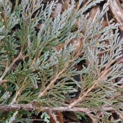 Juniperus scopulorum ‘Silver King’ (Silver King Rocky Mountain juniper), branch