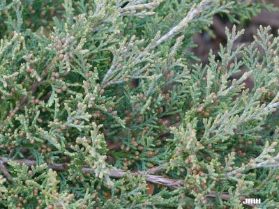 Juniperus virginiana ‘Silver Spreader’ (Silver Spreader eastern red-cedar), branches