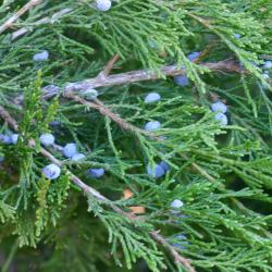 Juniperus scopulorum ‘Springtime’ (Springtime Rocky Mountain juniper), leaves, fruit