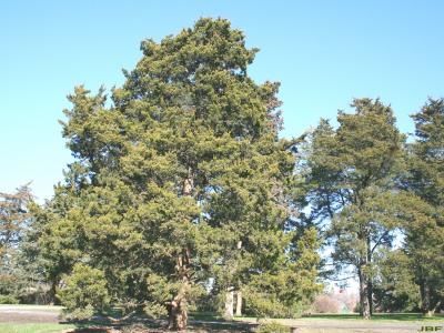 Juniperus virginiana ‘Canaertii’ (Canaert eastern red-cedar), growth habit, evergreen tree form