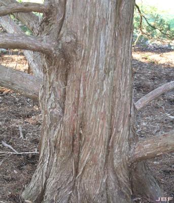 Juniperus virginiana ‘Glauca’ (Blue eastern red-cedar), bark