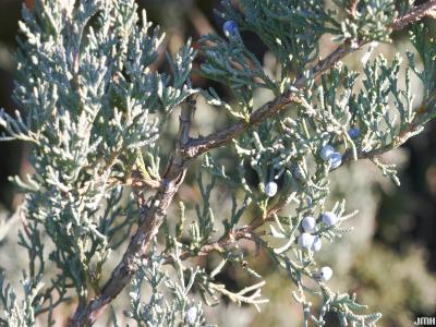 Juniperus virginiana ‘Glauca’ (Blue eastern red-cedar), branch
